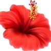 ohana-eikaiwa-toukaimura EICS Plumeria